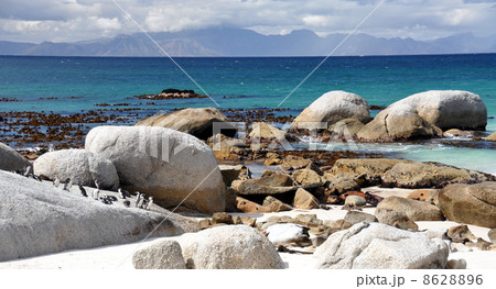 Penguins walk on sunny beach. Shot in the Boulders Beach Nature Reserve, near Cape Town 8628896