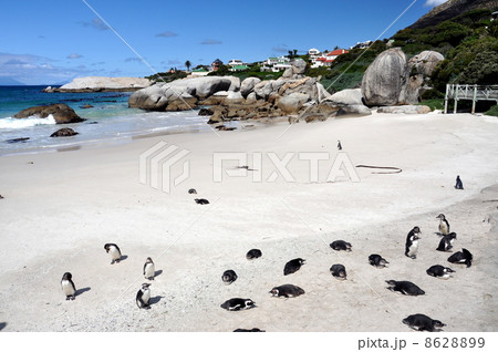 Penguins walk on sunny beach. Shot in the Boulders Beach Nature Reserve, near Cape Town Penguins walk on sunny beach. Shot in the Boulders Beach Nature Reserve, near Cape Town 8628899