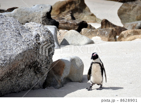 Penguins walk on sunny beach. Shot in the Boulders Beach Nature Reserve, near Cape Town Penguins walk on sunny beach. Shot in the Boulders Beach Nature Reserve, near Cape Town 8628901