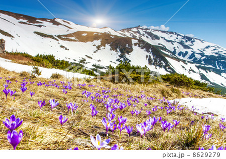 flower flower 8629279