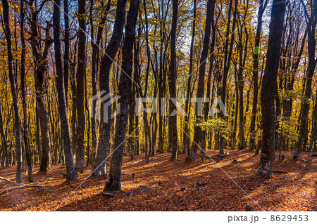 autumn autumn 8629453