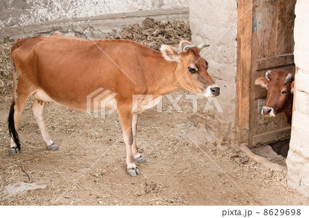 Two domestic cow in a stable. India 8629698