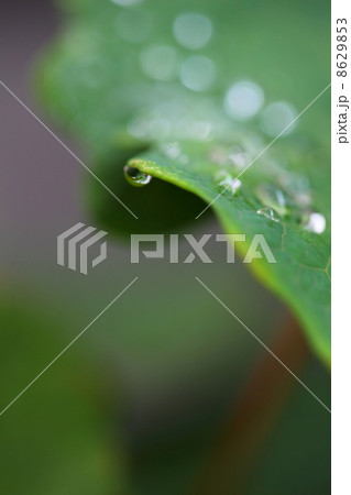 シラユキゲシの葉と雨滴 シラユキゲシの葉と雨滴 8629853
