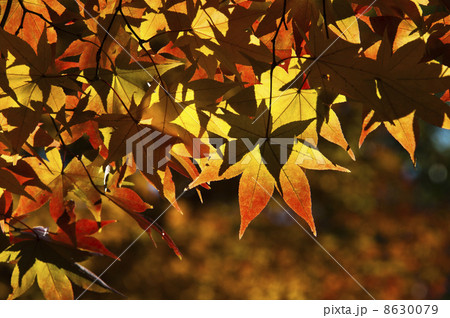 色づき始めたヤマモミジ 8630079