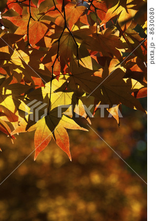 色づき始めたヤマモミジ 8630080