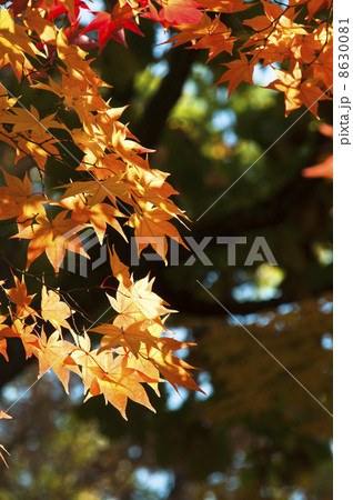色づき始めたイタヤカエデ 8630081