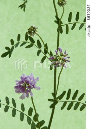 レンゲソウ 8630087