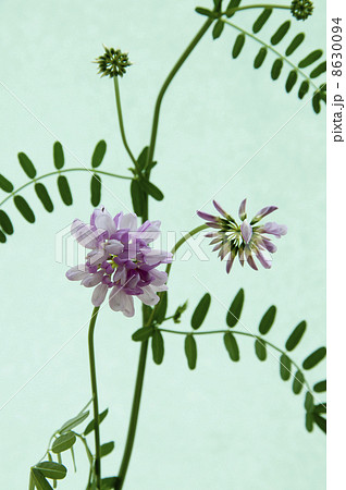 タマザキクサフジ 8630094