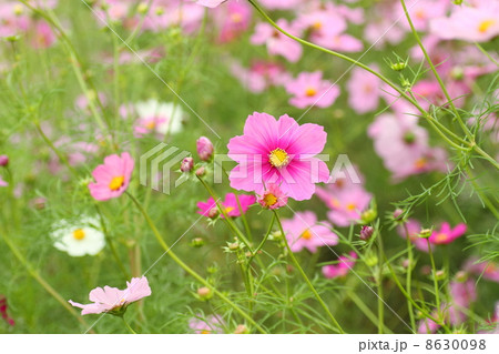 コスモスの花 コスモスの花 8630098