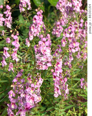 アンゲロニア（ピンク）　 8630164