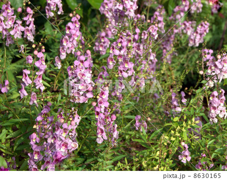 アンゲロニア（ピンク）　 8630165