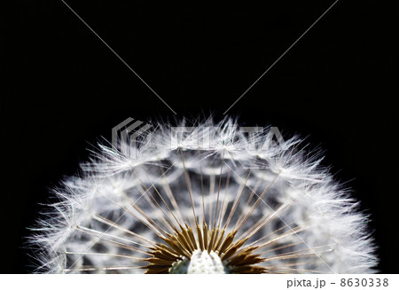 macro of dandelion 8630338