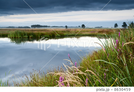 pink wildflowers by lake 8630459