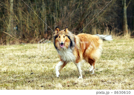 Rough Collie 8630610
