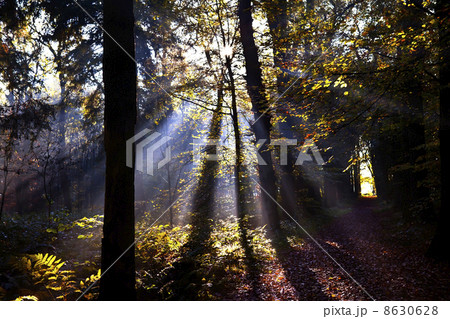 star sunbeams in forest 8630628