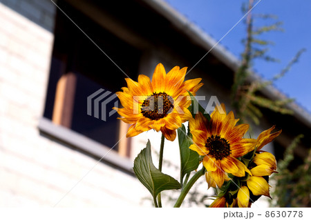 sunflowers by house 8630778