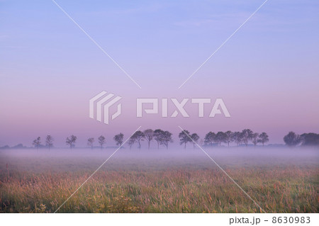 Dutch pasture at sunrise 8630983