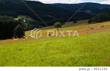colorful flowering meadows 8631149