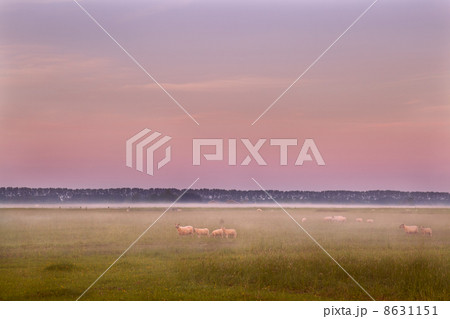 sheep on the pasture 8631151