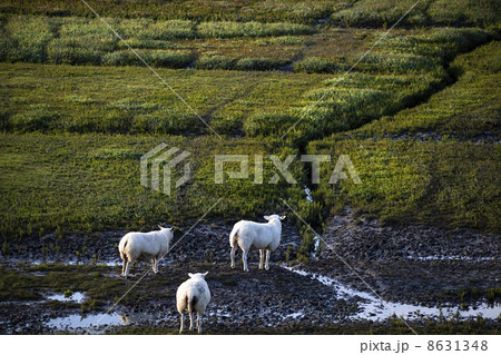 Dutch sheep on pasture 8631348