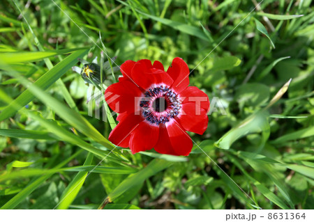 top view on red tulip 8631364