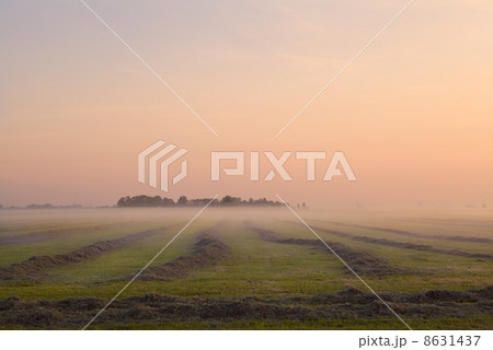 mown glass on Dutch pasture 8631437