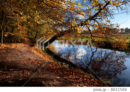 path in autumn forest by river 8631589