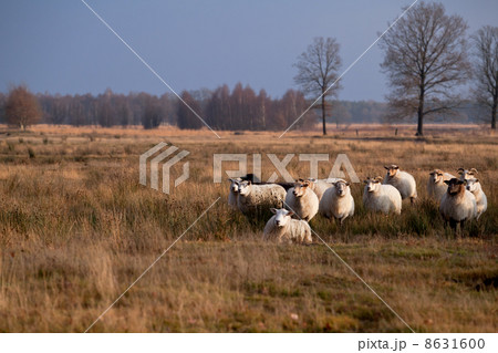 sheep in savanna 8631600