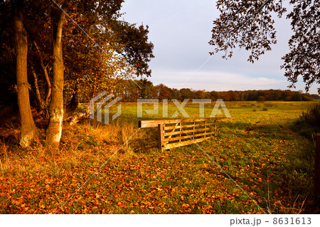 typical Dutch rural landscape 8631613