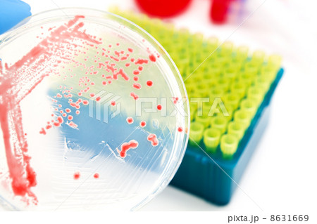 genetically modified microorganisms 8631669