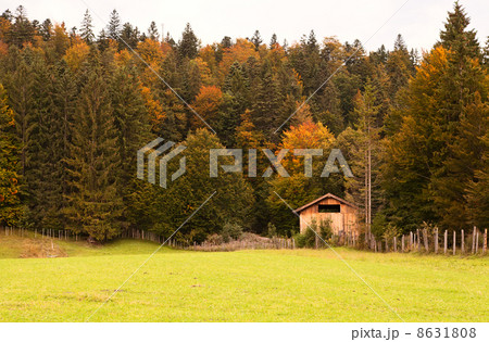autumn forest in Alps autumn forest in Alps 8631808