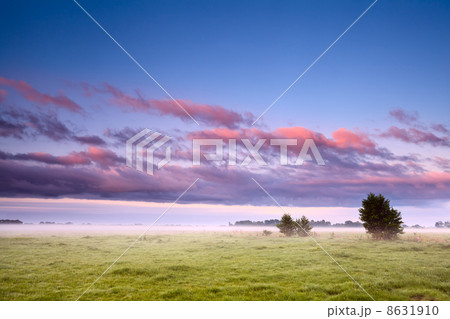 Dutch field in morning fog 8631910