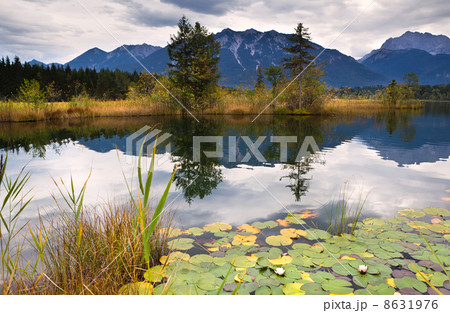 water lily on Barmsee in Alps 8631976