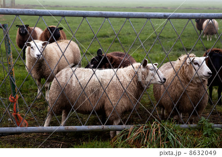 sheep behind metal fence 8632049