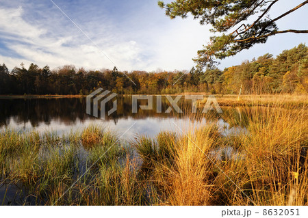 wild forest pond at sunrise 8632051