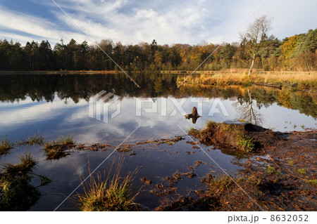 pond and forest in autumn 8632052