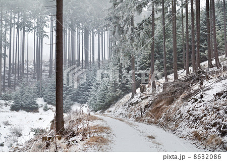 snowstorm in old forest 8632086