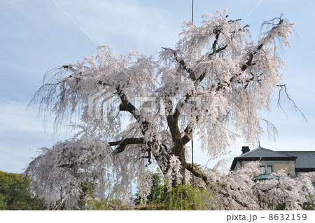 京都 円山公園の枝垂れ桜 京都 円山公園の枝垂れ桜 8632159