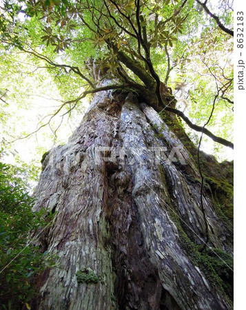 屋久杉　紀元杉 8632183