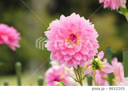ダリアの花 プリンセスマサコの写真素材