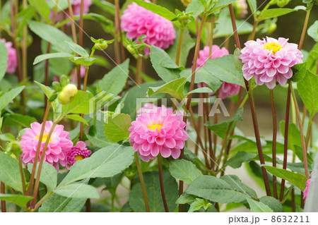 ダリアの花　桃ボタン 8632211