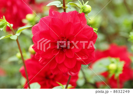 ダリアの花　朝日の輝き 8632249