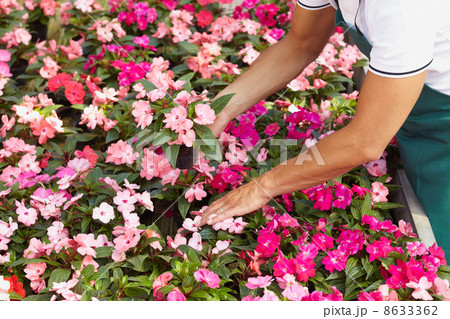 florist florist 8633362