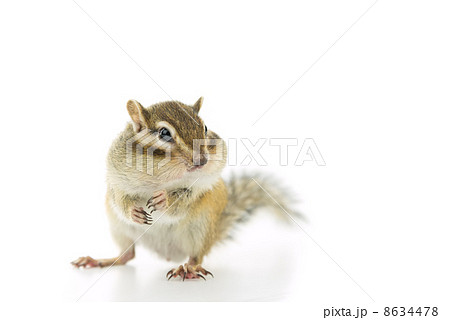 シマリス 8634478