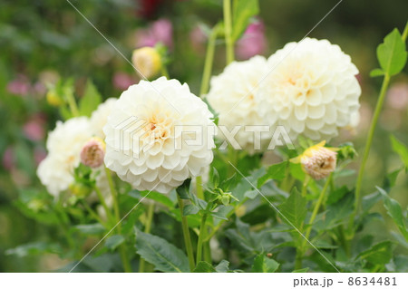 ダリアの花　かたえくぼ 8634481