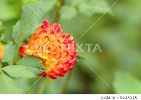 ダリアの花 8634510