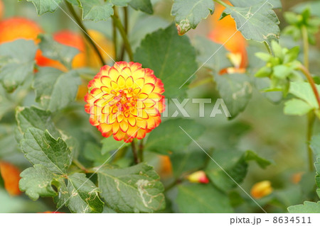 ダリアの花 8634511