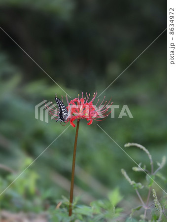 アゲハチョウと彼岸花 アゲハチョウと彼岸花 8634972
