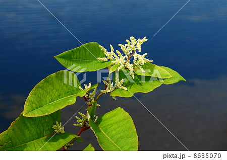 オオイタドリ 8635070