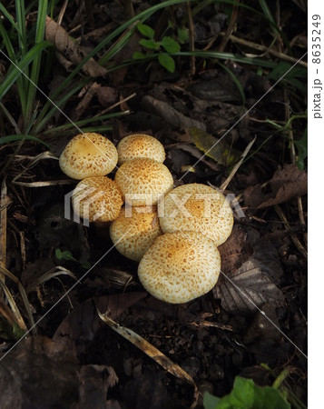 きのこ きのこ 8635249